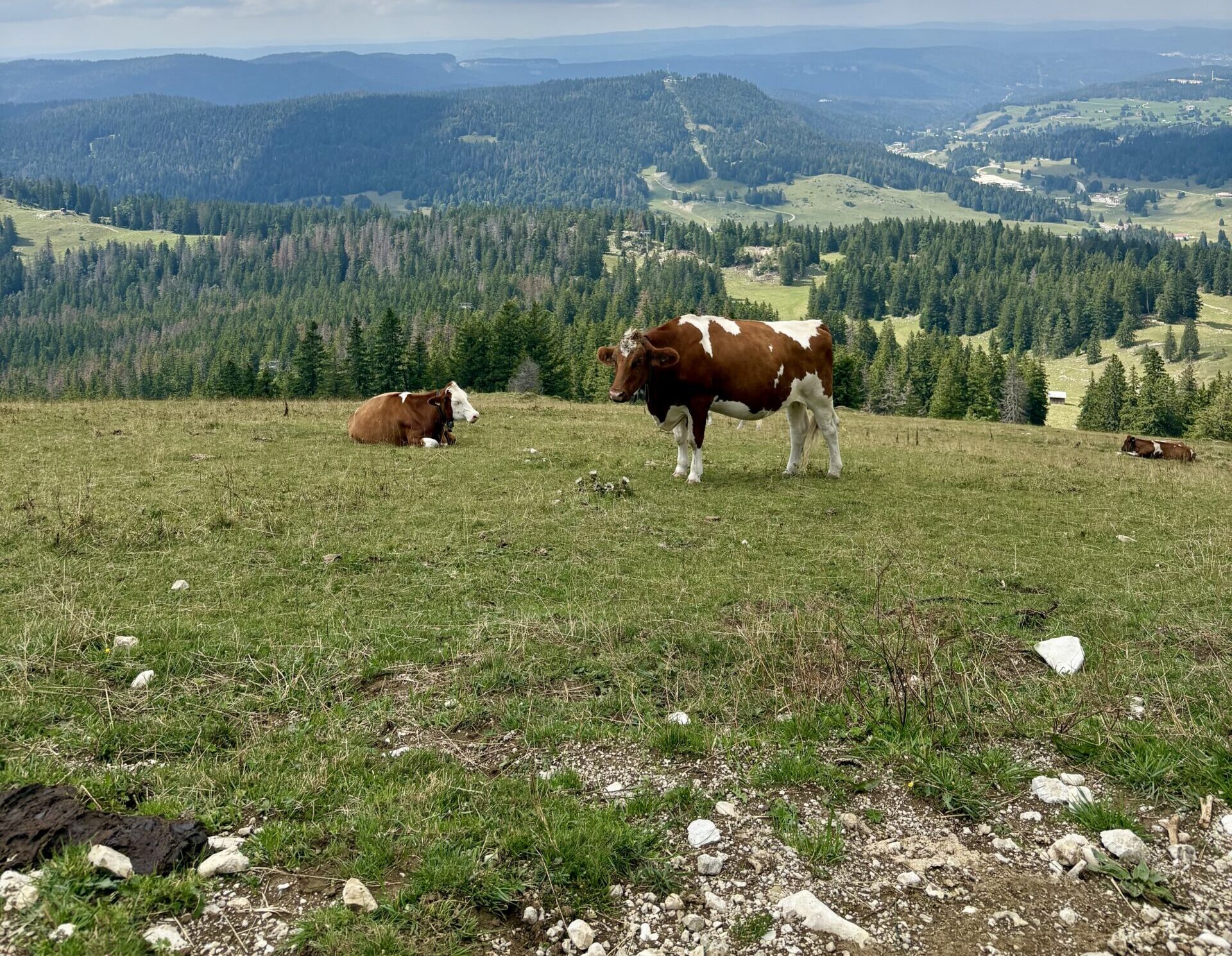 Brown and white cows grazing on a grassy hillside with a forested valley and distant hills under a cloudy blue sky.
